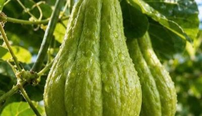 Chayote, Garlic & Lemon: Natural Remedies to Support Knee Pain, Circulation & Blood Pressure