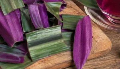 🌿 Purple Maguey (Tradescantia spathacea) Benefits for Health — How to Prepare a Natural Herbal Infusion