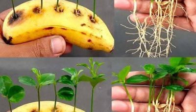 Pierce a banana and insert lemon pips The ingenious trick