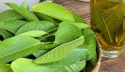 Guava Leaf Tea Hits Blood Sugar Hard Where It Starts