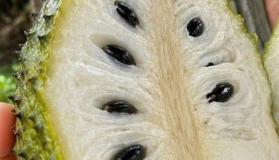10 Soursop Leaves Trigger a Hidden Flush for Swollen Feet and Blood Sugar