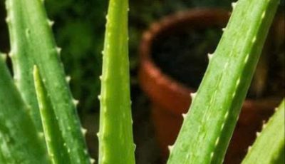 Aloe Vera: Traditional Uses, Simple Drink Recipe, and Why This Timeless Plant Remains So Popular