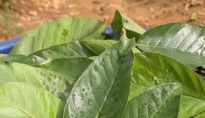 Guava Leaf Tea: Benefits, Properties, Easy Recipes, and Safe Use