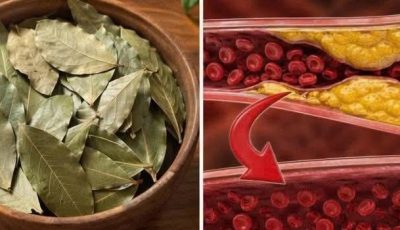 Four Traditional Herbal Leaves for Everyday Wellness: Avocado, Mango, Bay Laurel, and Guava