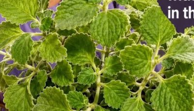 Pennyroyal and Oregano Tea: A Traditional Herbal Infusion to Help You Relax and Support Overall Well-Being