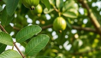 A natural method using guava leaves to treat eye problems, help improve vision, and relieve eye pain and fatigue, especially with age or after staying up late, without the need for medication. Type “OK” to receive the recipe and instructions in the first comment.