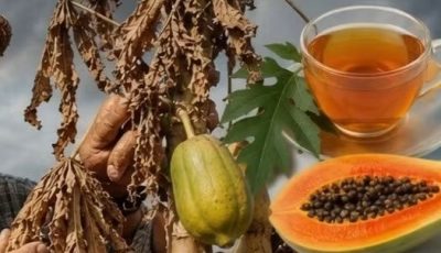 Papaya Leaf Tea: Benefits, How to Make It, and What You Should Know