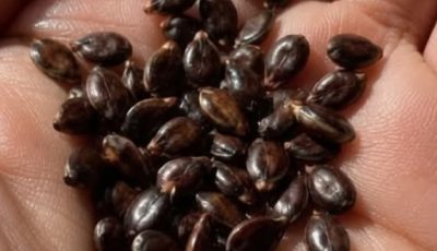 Apple Seeds and Cancer: Separating Scientific Facts from Common Myths