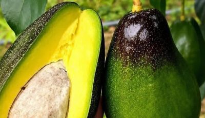 Amazing Benefits of Avocado: Why This Superfood Deserves a Place in Your Daily Diet