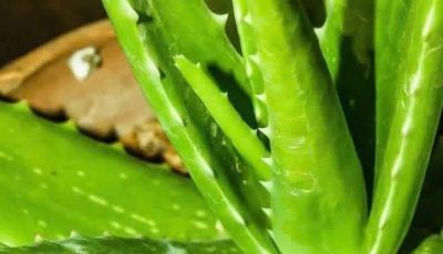 Cinnamon and Aloe Vera Nutritious Drink to Support Your Health