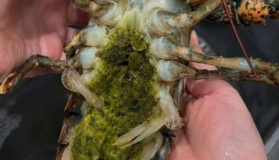 The Mystery of the Lobster’s “Green Goodies”: A Gentle, Science-Backed Guide to Tomalley