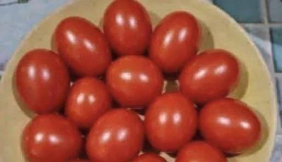 Eye Test!! Count The Tomatoes Is It 12 or