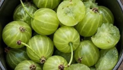 Doctors Won’t Tell You What Gooseberry Does to Your Kidneys