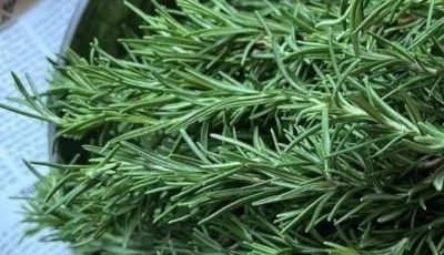 Thyme: Medicinal Uses, Benefits, And Home Remedies