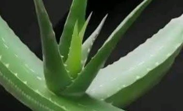 16 Health Problems That Aloe Vera Could Help Combat
