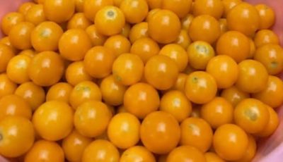 The Remarkable Benefits and Uses of Physalis peruviana (Goldenberry)