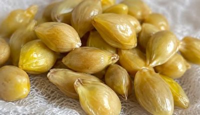 10 Clever Ways to Reuse Lemon Seeds at Home
